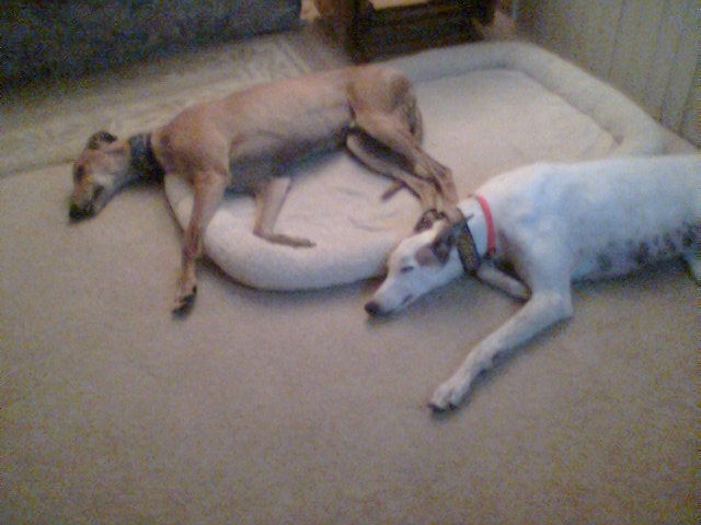 Indy & Molly are greyt.